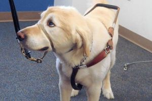 Paul-Sullivan-s-seeing-eye-dog-Bravo