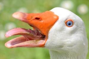 eend-met-zijn-uit-tong-30749275