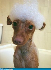 funny-picture-1405841776