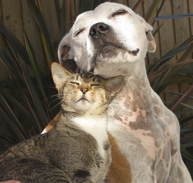dogs-cats3.jpg