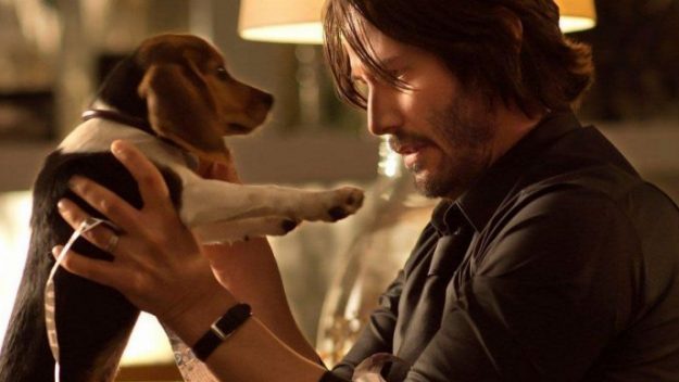 john-wick-dog-e1533830984142-625x352.jpg