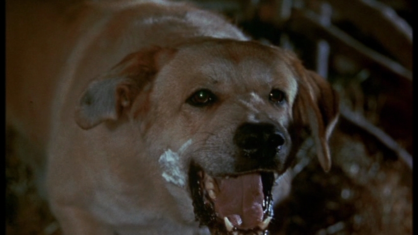 Old Yeller. You bet your life the dog dies..jpg