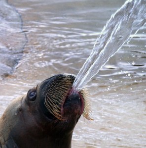 3831424696_c9a7ba4813_b