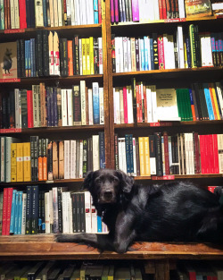 dog & books.jpg