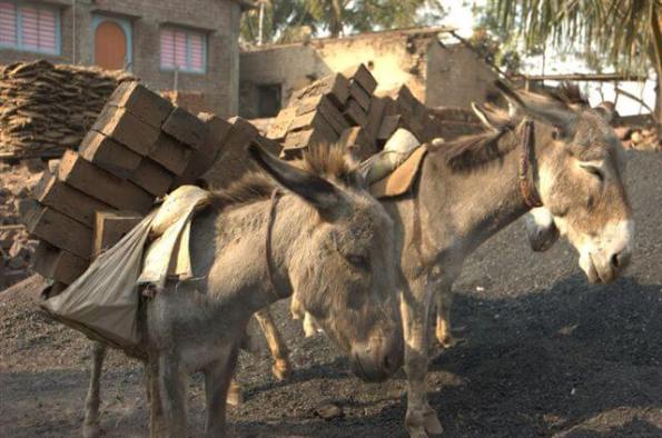 2007-03.donkeys-hauling-bricks-at-brick-kiln-4.jpg